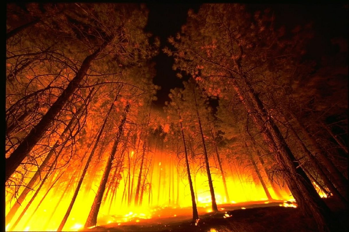 Wildfire with trees